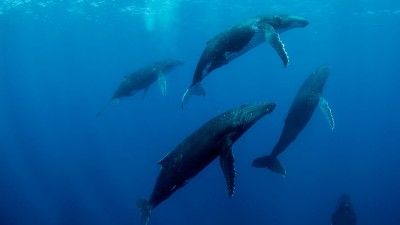 Cá Voi Lưng Gù - Humpback Whales