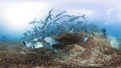 Rạn San Hô Chasing Coral