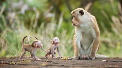 Vương Quốc Loài Khỉ Monkey Kingdom